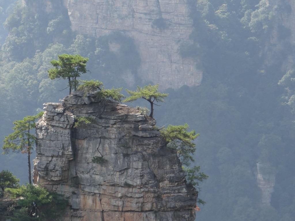 Zhangjiajie zoom arbre