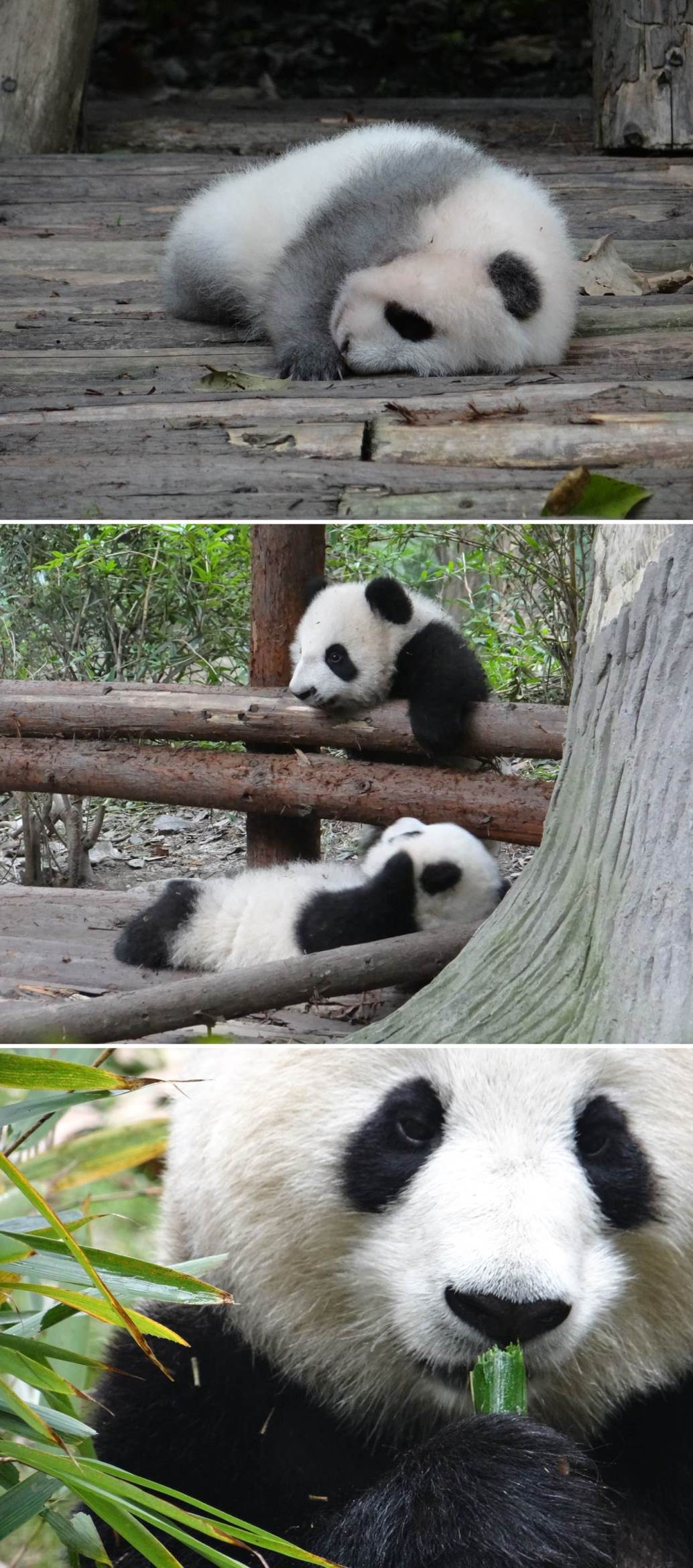 Chengdu pandas