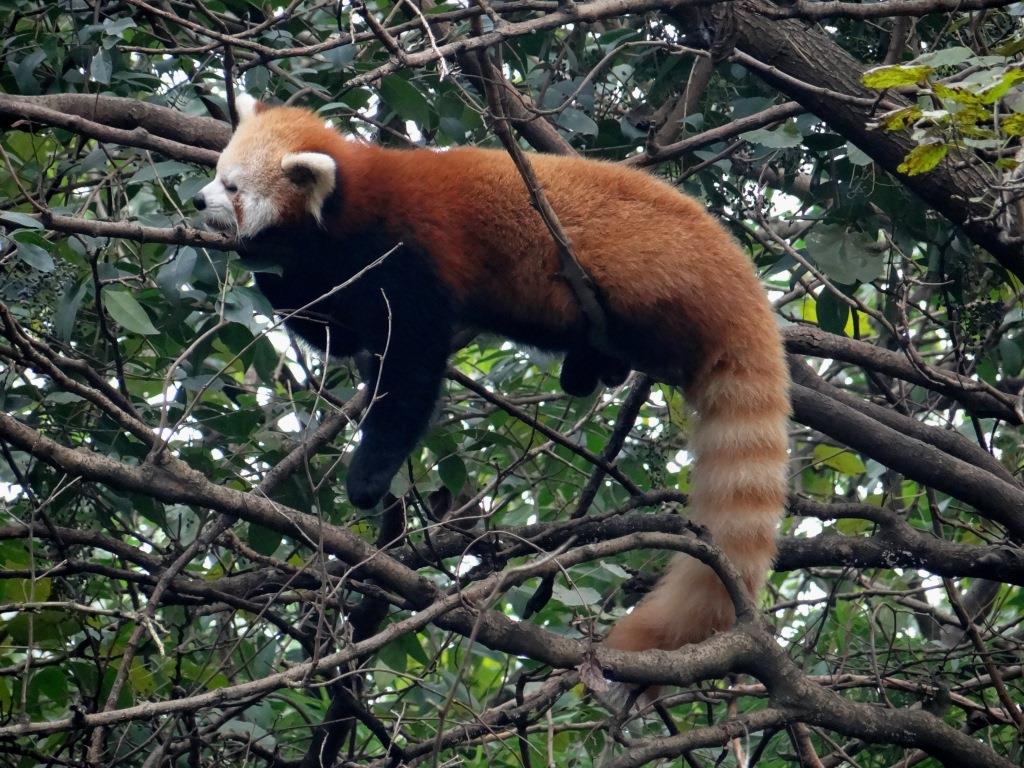Chengdu panda roux dort