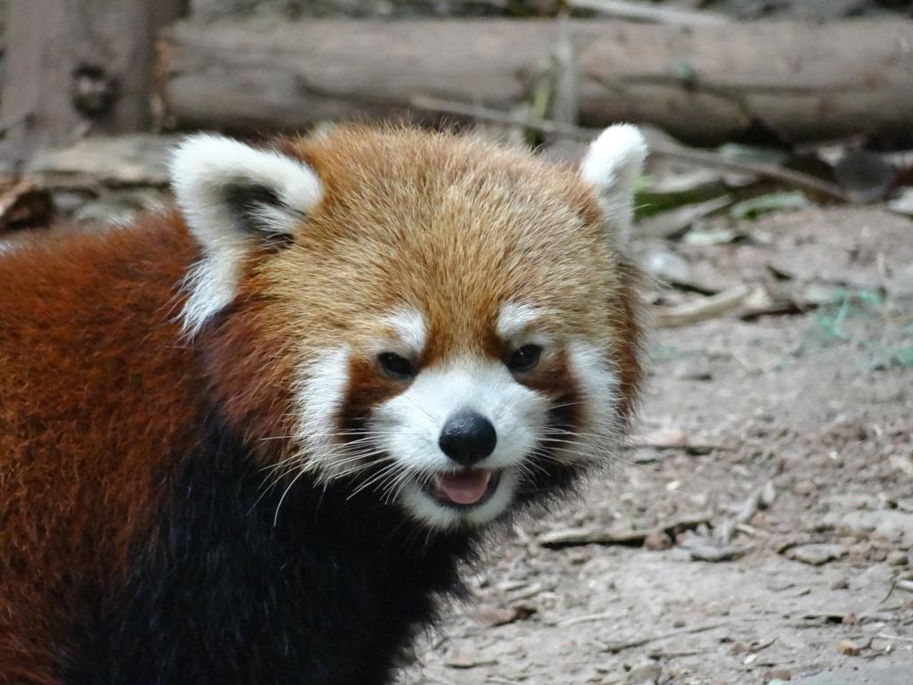 Chengdu panda roux face